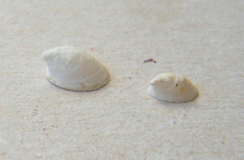 Ancylus?